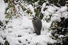 Grey Heron (Ardea Cinerea) Stock Images Grey Heron (Ardea Cinerea) Stock Images