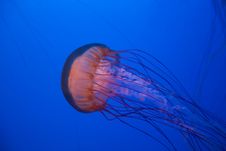Sea Nettle Jellyfish Royalty Free Stock Photography