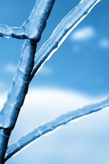 Frosted Brunches Royalty Free Stock Image Frosted Brunches Royalty Free Stock Image