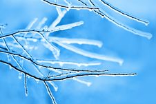 Frosted Brunches Royalty Free Stock Photo Frosted Brunches Royalty Free Stock Photo