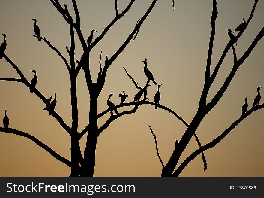 Numerous cormorant birds roost in a tree above the water at sunset. Numerous cormorant birds roost in a tree above the water at sunset.