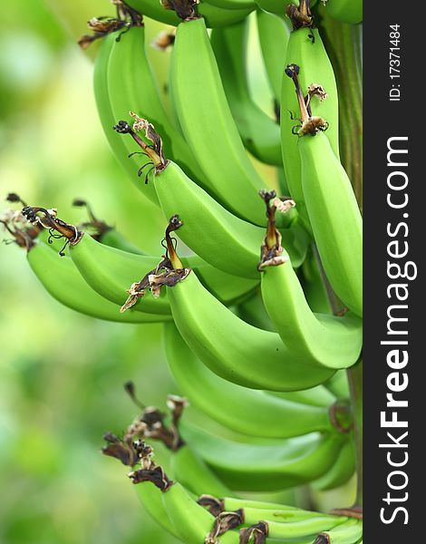 Green bananas filling the frame