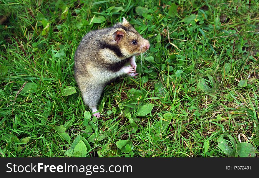 Ciscaucasian hamster (Mesocricetus raddei) on natural background