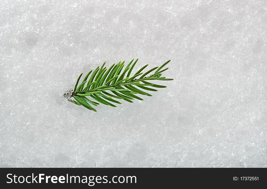Green branch of fir on the snow surface. Green branch of fir on the snow surface.