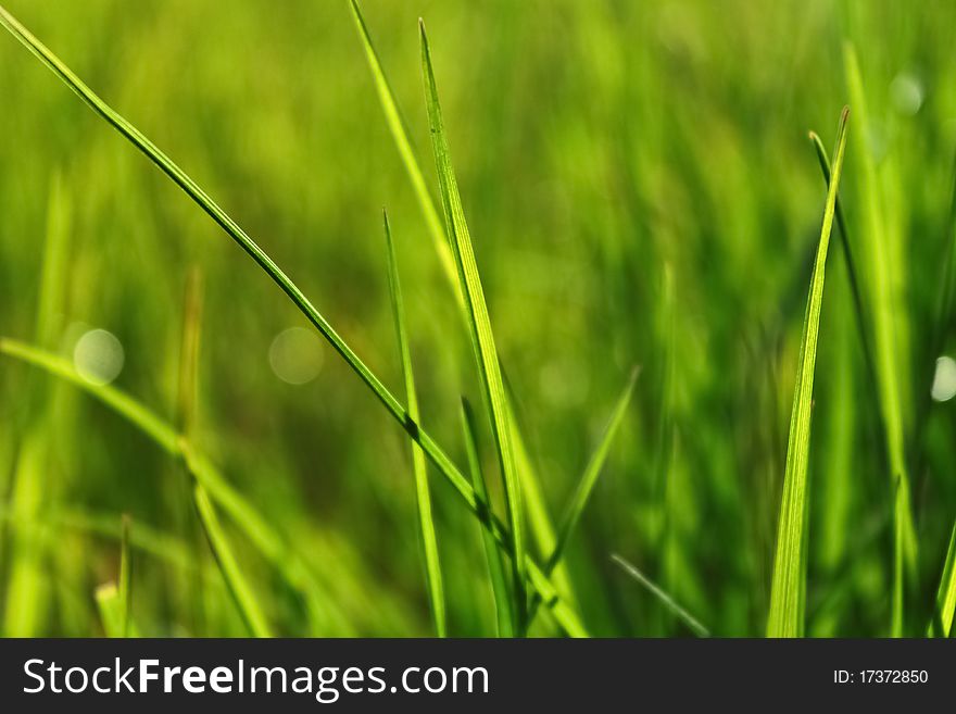 Green grass with bokeh and green background