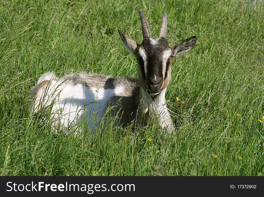 Goat sits on the green grass on a sunny day