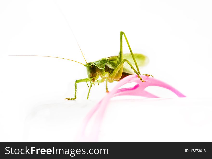 Green locust in white background