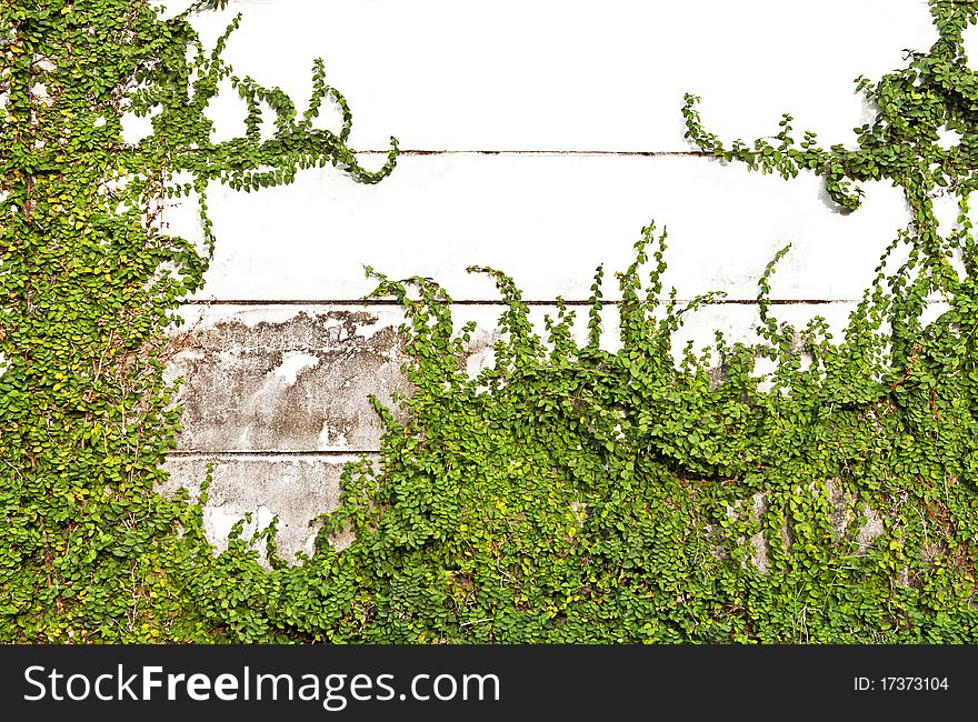 Green Leaves On Old Brick Wall