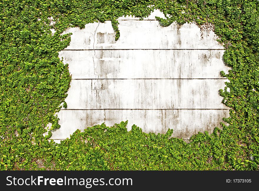 Green Leaves On Old Brick Wall