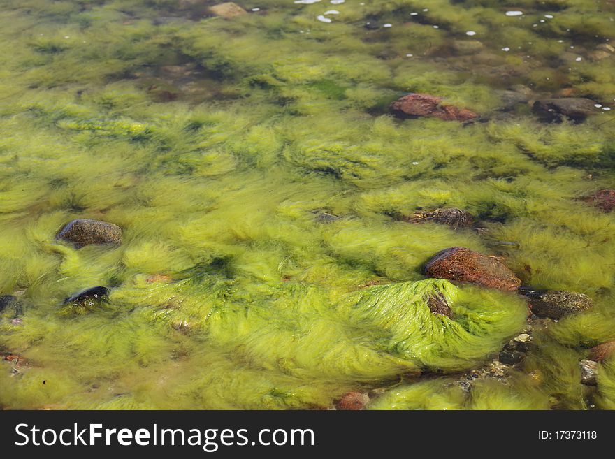 Green seaweed in sea water