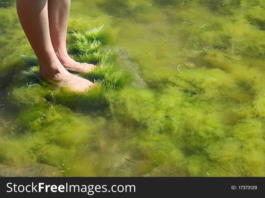 Human Foot In The Seaweed