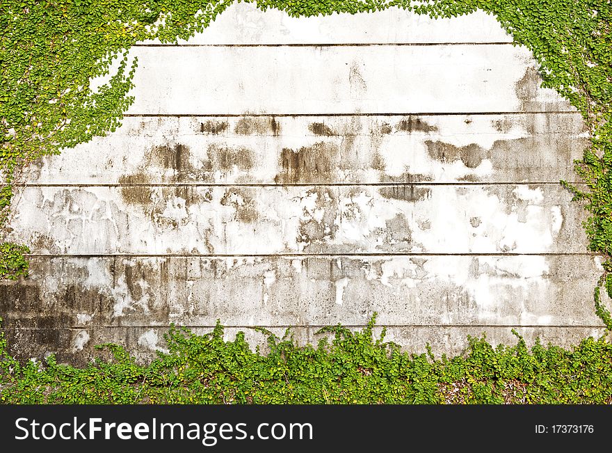 Green leaves on old brick wall for use as background