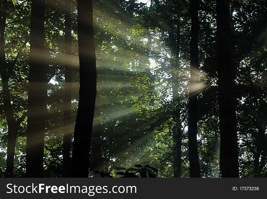 Sun rays crossing misty forest.