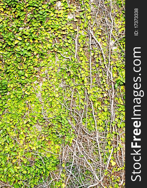 Green leaves on old brick wall for use as background