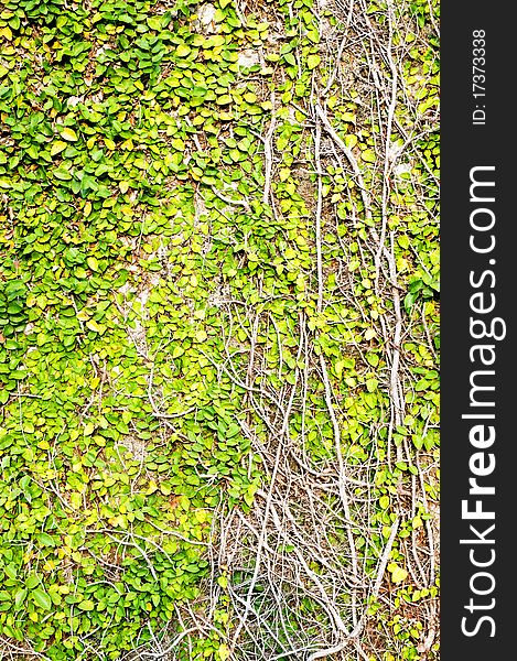 Green Leaves On Old Brick Wall