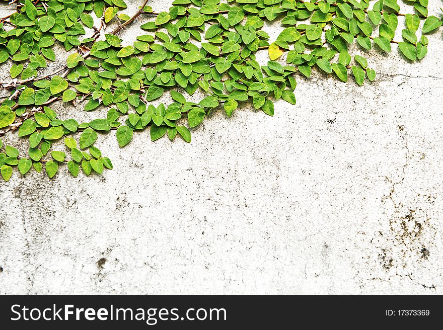 Green leaves on old brick wall for use as background