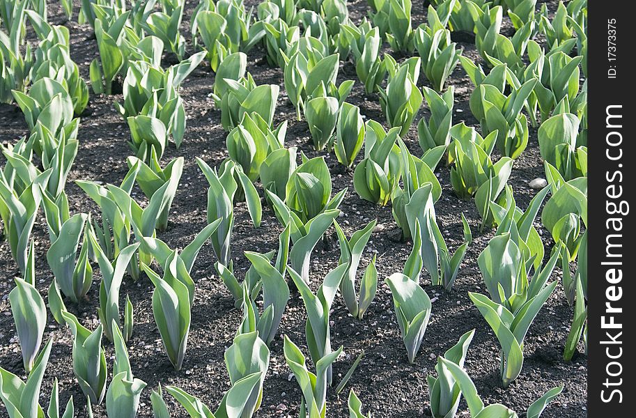 Field of tulips without flowers in early spring. Field of tulips without flowers in early spring