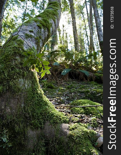 Moss covered tree from low viewpoint in Tasmania, Australia.