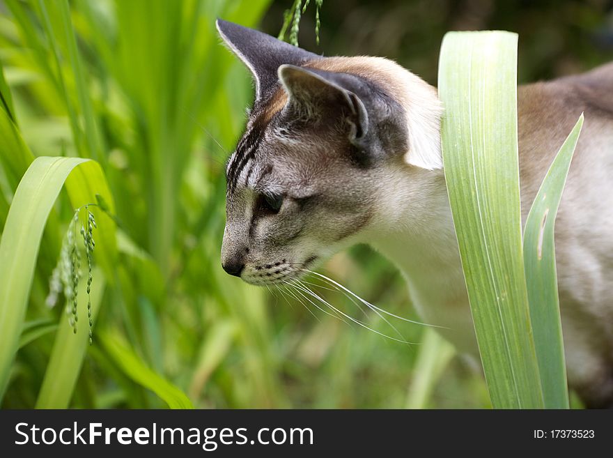 Siamese cat walking through green plants in the garden. Siamese cat walking through green plants in the garden.