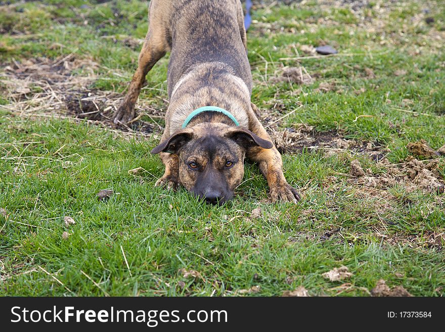 Mixed breed dog play bowing, ready for action