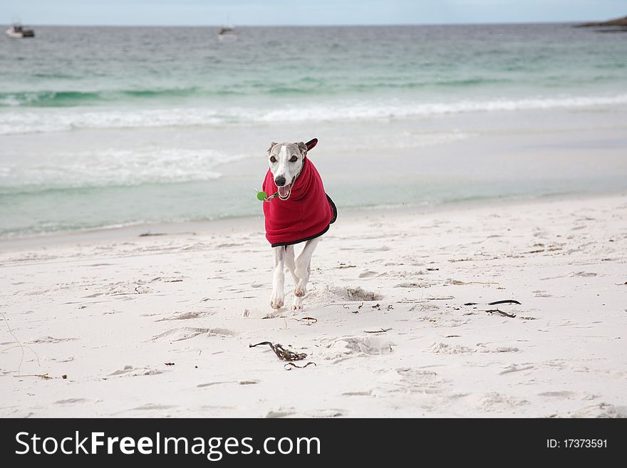 Whippet In Red Coat On Beach