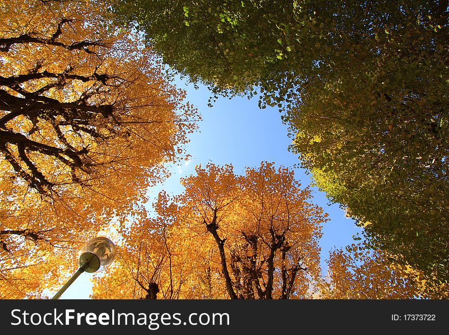 Leaf changed to yellow in autumn season. Leaf changed to yellow in autumn season