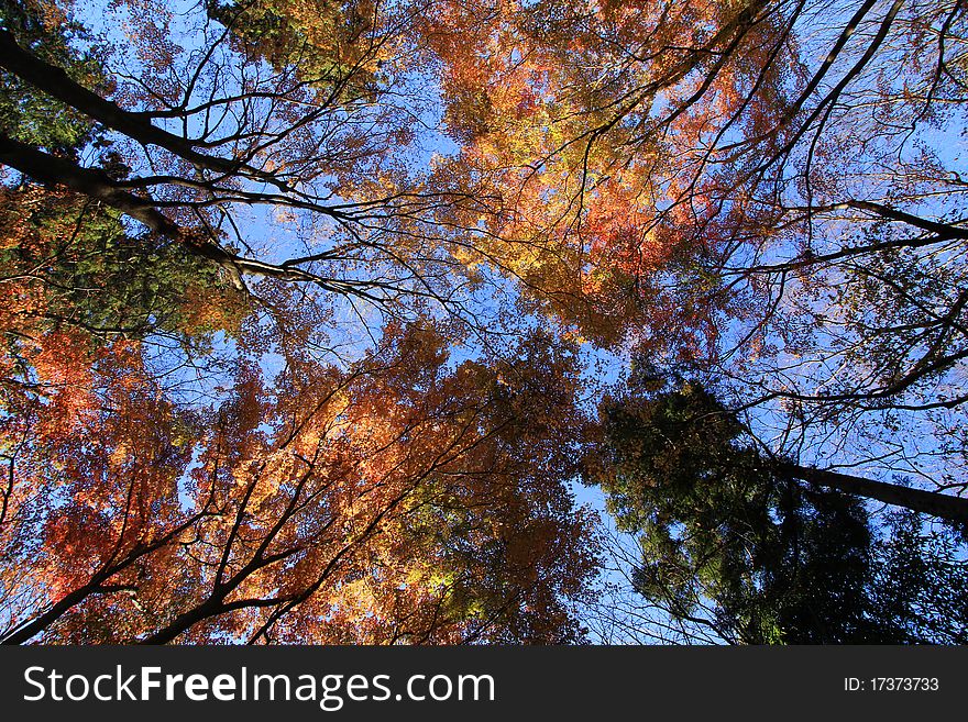 Maple turn to red in autumn season with black background. Maple turn to red in autumn season with black background