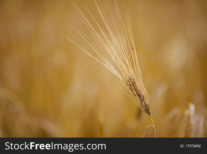 Beautiful wheat spikelet. The background is blurred.