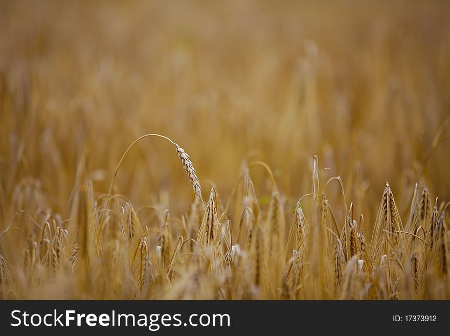 Wheatfield with maturing wheat. The background is blurred. Wheatfield with maturing wheat. The background is blurred.