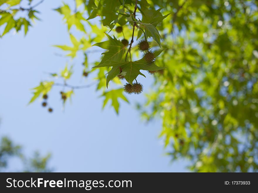 A large number of maple leaves.