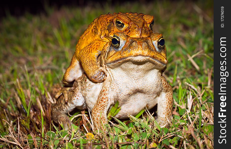 Two cane toads (Bufo marinus) mating in the grass