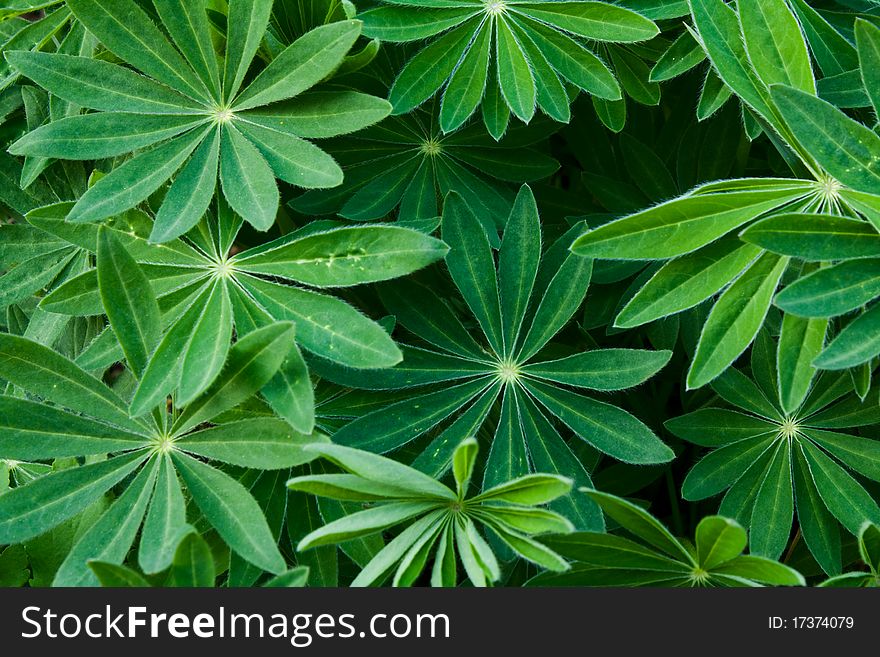 Bright background of green leaves in summer. Bright background of green leaves in summer