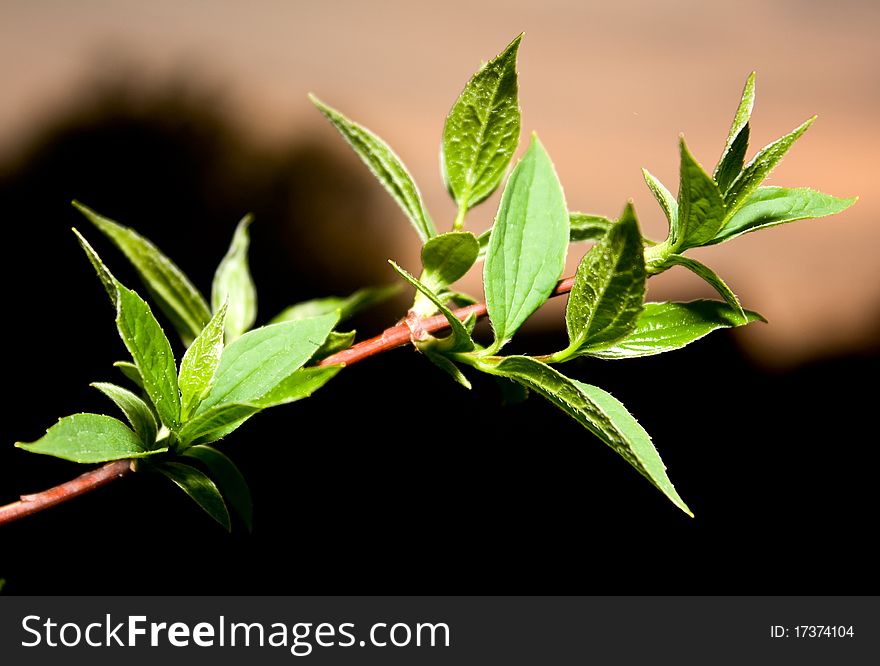 Branch with green leaves against the sunset. Branch with green leaves against the sunset