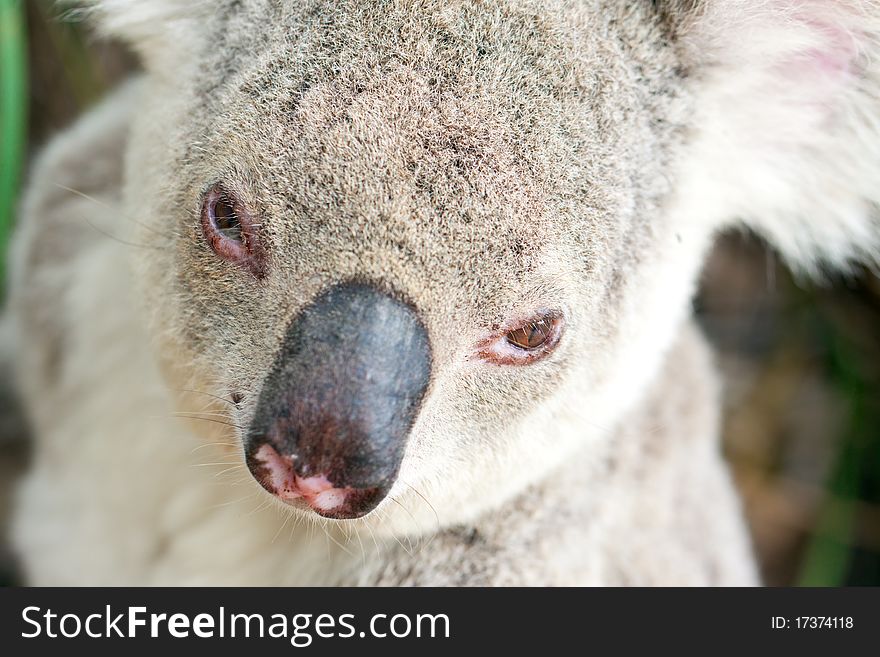 Closeup portraits of a koala