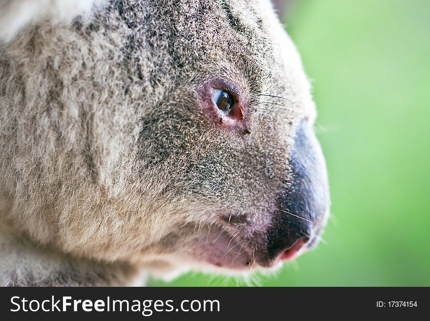 Close-up profile portrait of a wild koala