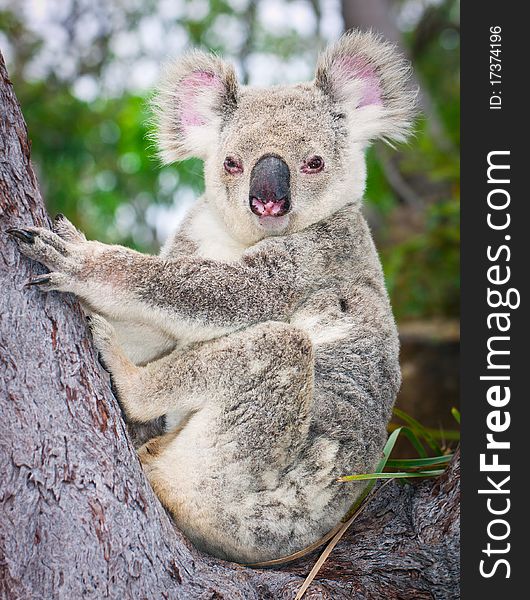 Cute portrait of a wild koala sitting in teh fork of a tree looking at the camera. Cute portrait of a wild koala sitting in teh fork of a tree looking at the camera
