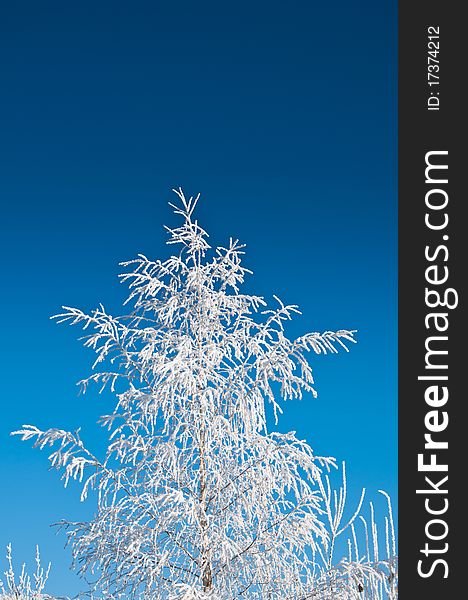 Frozen Pine tree covered with ice crystals in winter with a bright blue sky.