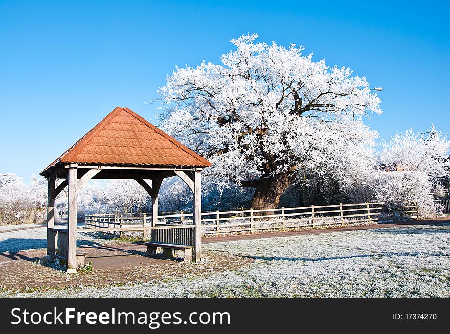 Ice covered shelter and oak tree.