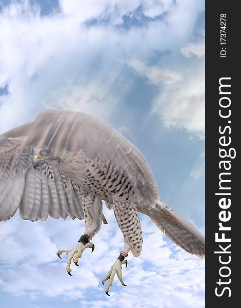 A falcon swooping in for the prey with a cloudy background. A falcon swooping in for the prey with a cloudy background