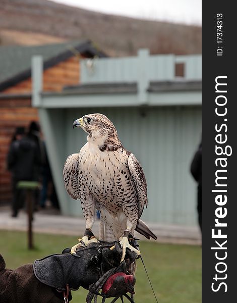 A falcon perched on its trainers hand. A falcon perched on its trainers hand