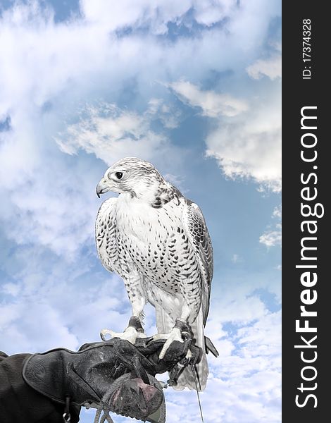 A falcon perched on its trainers hand with a clipping path. A falcon perched on its trainers hand with a clipping path