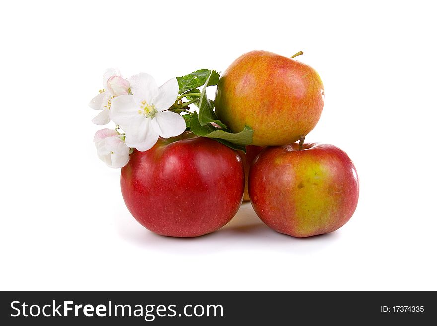 Ripe red apples and apple-tree blossoms on a white background