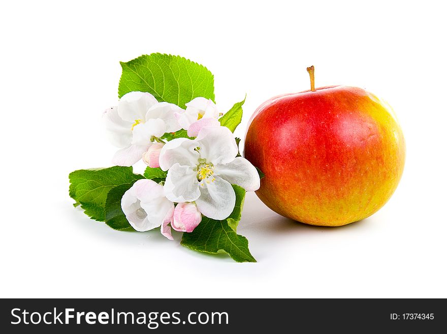 Ripe red apple and apple-tree blossoms
