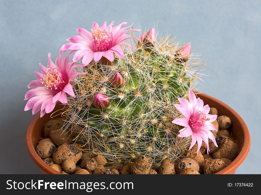 Cactus with blossoms on a dark background (Mammillaria). Cactus with blossoms on a dark background (Mammillaria).