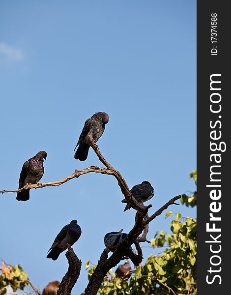 A small flock of black pigeons sitting on a tree branch. A small flock of black pigeons sitting on a tree branch.