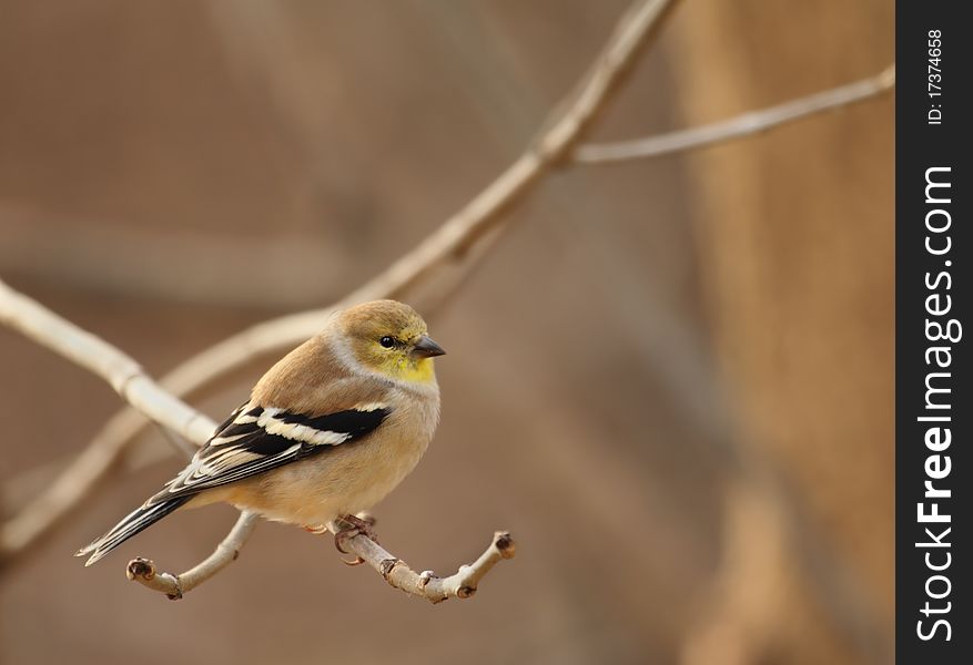 American goldfinch, Carduelis tristis, perched on a tree branch