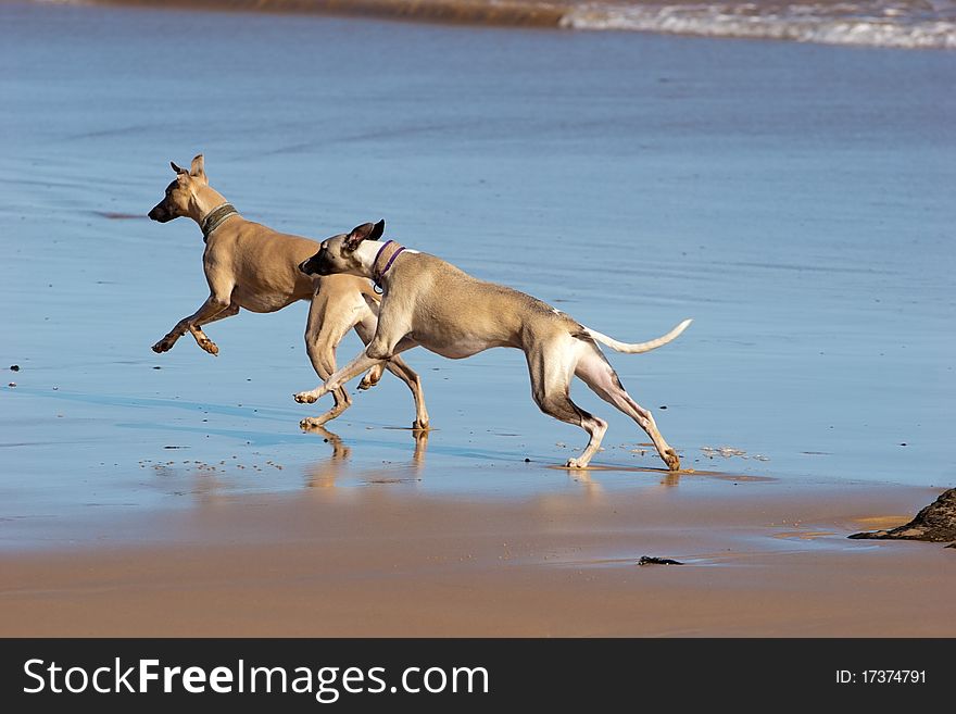 Two whippets enjoying the beach at Phillip Island, Australia
