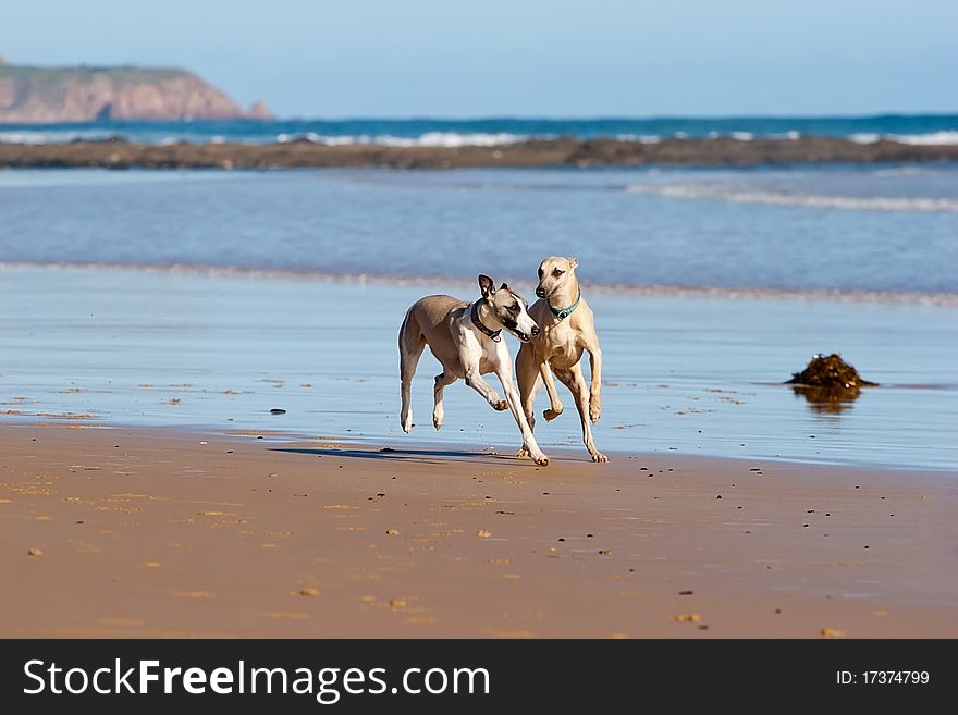 Two whippets running on the beach