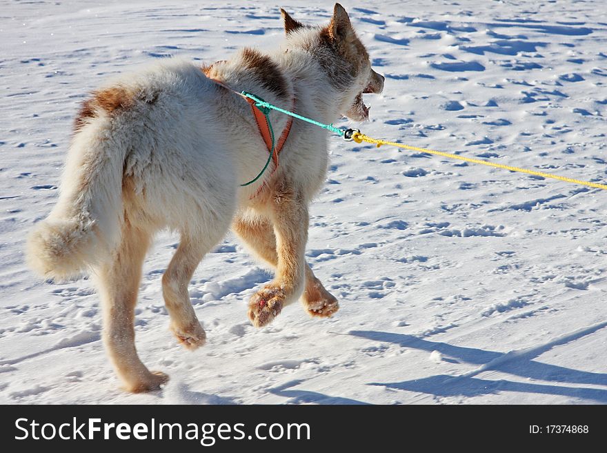 Single Greenlandic Sled Dog