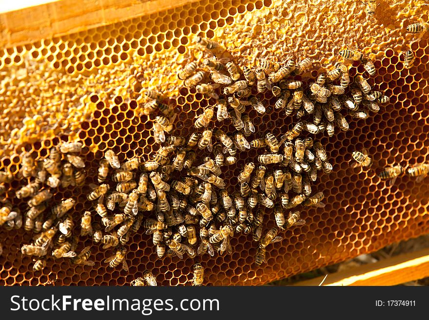 Bees At Home